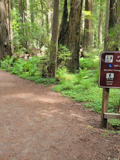 Founders Grove Nature Loop Trail - Redcrest, CA
