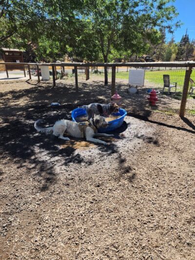 Dry Canyon trail Dog park - Redmond, OR
