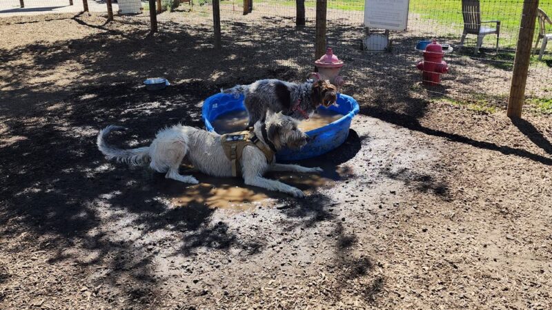 Dry Canyon trail Dog park - Redmond, OR