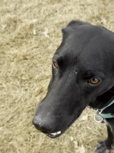 Dry Canyon trail Dog park - Redmond, OR
