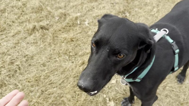 Dry Canyon trail Dog park - Redmond, OR