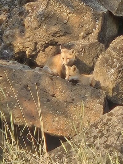 Dry Canyon trail Dog park - Redmond, OR