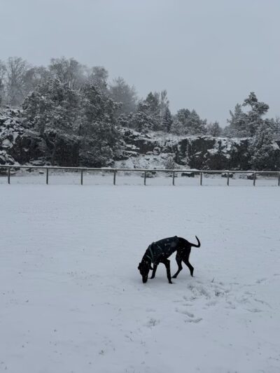 Dry Canyon trail Dog park - Redmond, OR