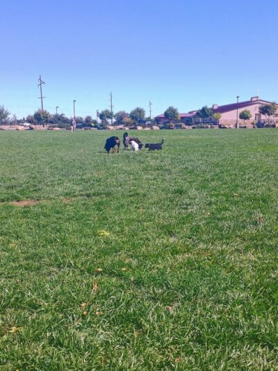 Highland Baptist Dog park - Redmond, OR