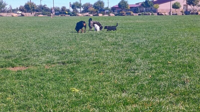 Highland Baptist Dog park - Redmond, OR