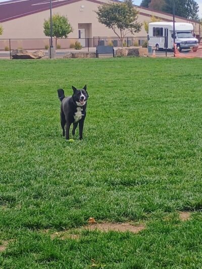Highland Baptist Dog park - Redmond, OR