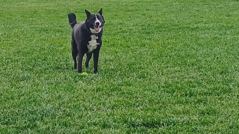 Highland Baptist Dog park - Redmond, OR