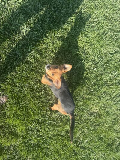 Highland Baptist Dog park - Redmond, OR