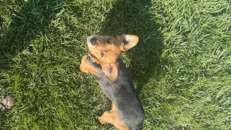 Highland Baptist Dog park - Redmond, OR