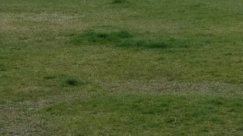 Weigand Family Dog Park - Redmond, OR