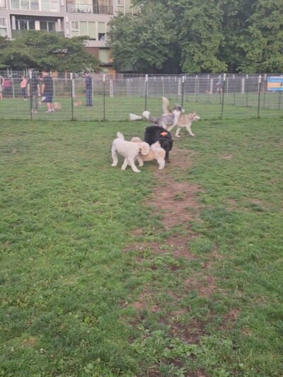 Luke McRedmond Park - Redmond, WA