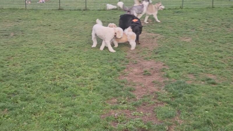 Luke McRedmond Park - Redmond, WA