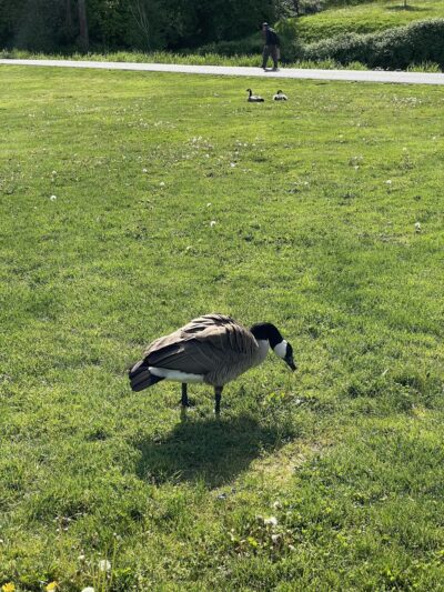 Luke McRedmond Park - Redmond, WA