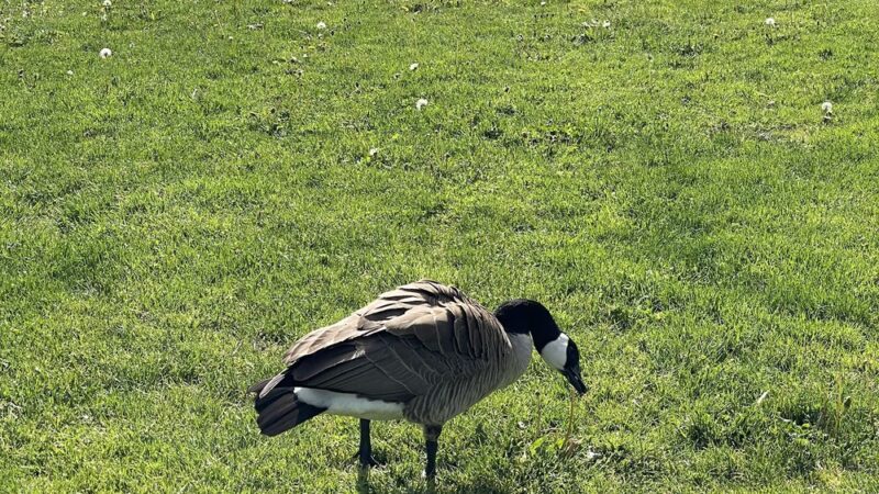 Luke McRedmond Park - Redmond, WA