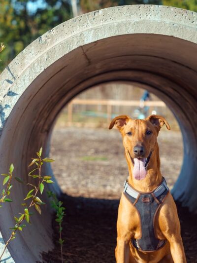 Redmond Ridge East Dog Park - Redmond, WA