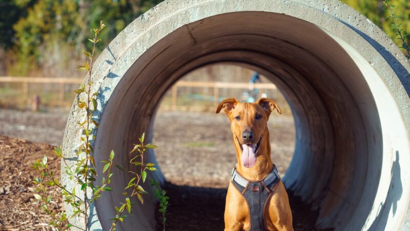 Redmond Ridge East Dog Park - Redmond, WA