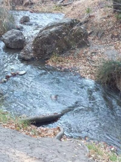 Garrett Park - Redwood City, CA