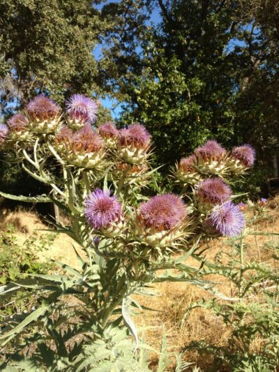 Garrett Park - Redwood City, CA