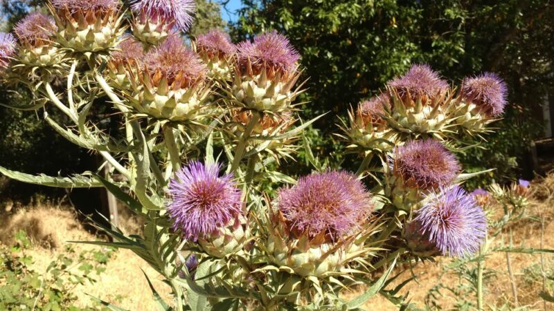 Garrett Park - Redwood City, CA