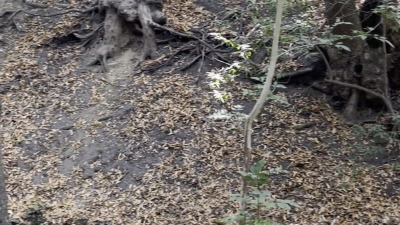 Lower Entrance | Stulsaft Park - Redwood City, CA