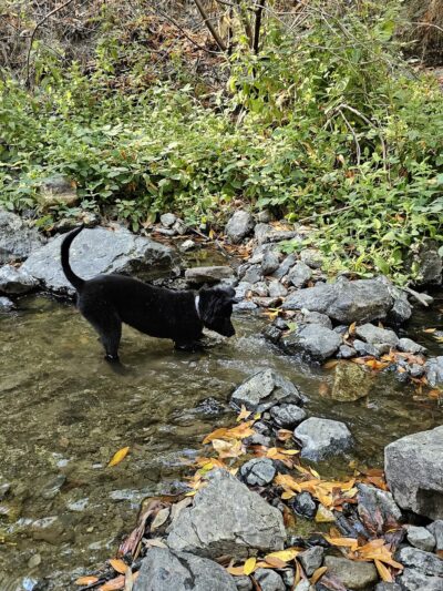 Lower Entrance | Stulsaft Park - Redwood City, CA