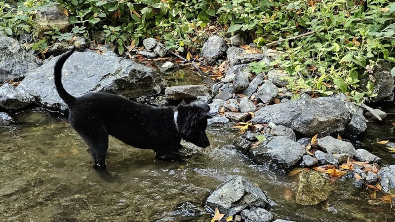 Lower Entrance | Stulsaft Park - Redwood City, CA