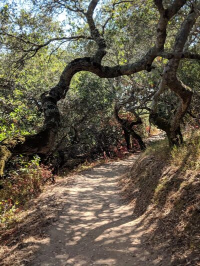 Pulgas Ridge Open Space Preserve - Redwood City, CA