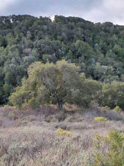 Pulgas Ridge Open Space Preserve - Redwood City, CA