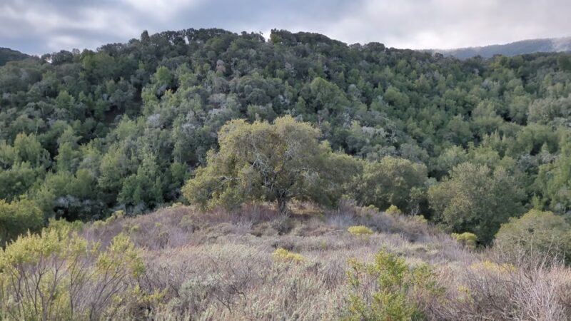 Pulgas Ridge Open Space Preserve - Redwood City, CA