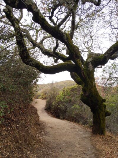 Pulgas Ridge Open Space Preserve - Redwood City, CA