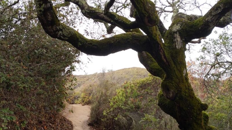 Pulgas Ridge Open Space Preserve - Redwood City, CA