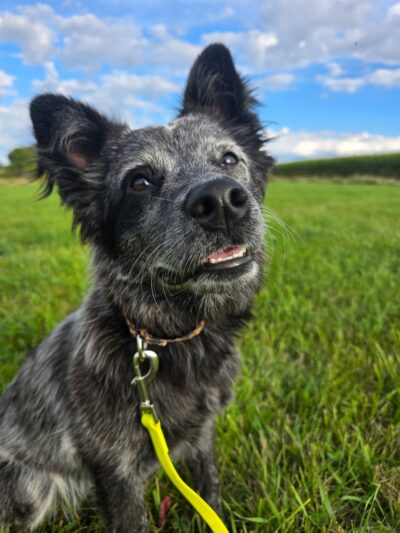 Honor Your Dog: Training and Behavior Solutions - Reedsville, WI