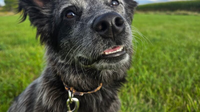 Honor Your Dog: Training and Behavior Solutions - Reedsville, WI