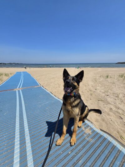 Honor Your Dog: Training and Behavior Solutions - Reedsville, WI