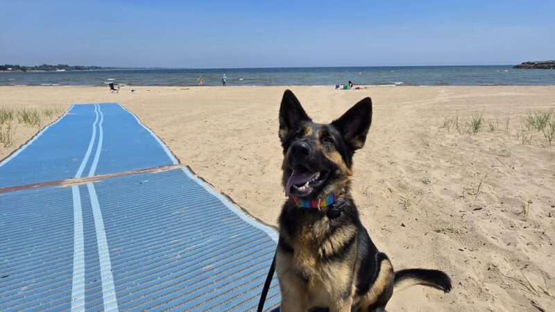 Honor Your Dog: Training and Behavior Solutions - Reedsville, WI