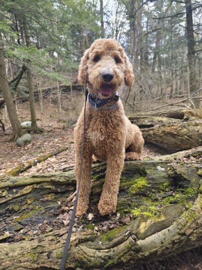 Honor Your Dog: Training and Behavior Solutions - Reedsville, WI