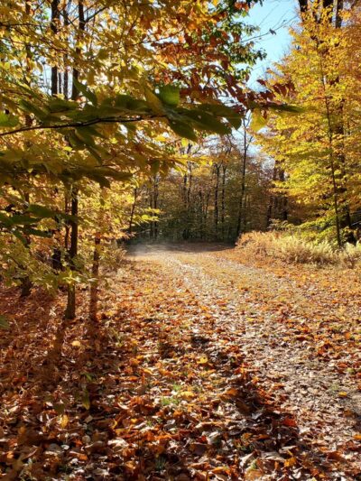 Chapendo Acres Adirondack Camping - Remsen, NY