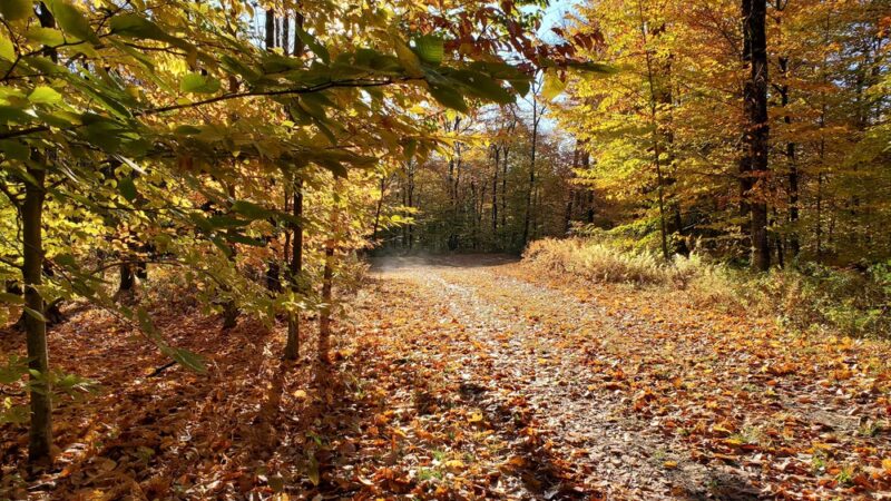 Chapendo Acres Adirondack Camping - Remsen, NY