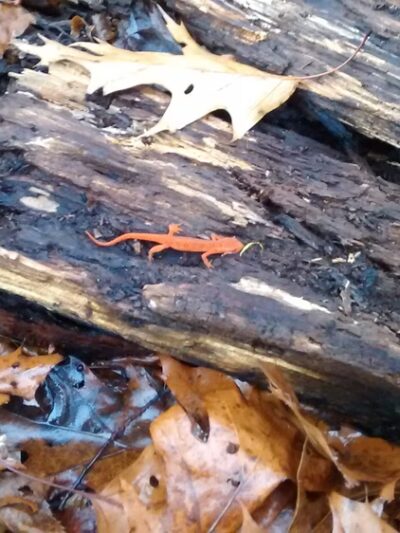 Creek Road Natural Area - Renfrew, PA