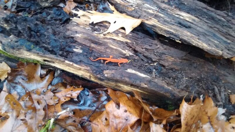 Creek Road Natural Area - Renfrew, PA