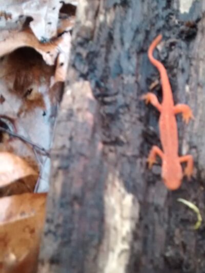 Creek Road Natural Area - Renfrew, PA