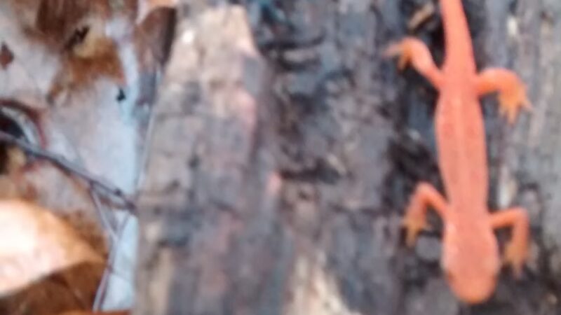 Creek Road Natural Area - Renfrew, PA