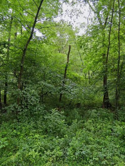 Creek Road Natural Area - Renfrew, PA