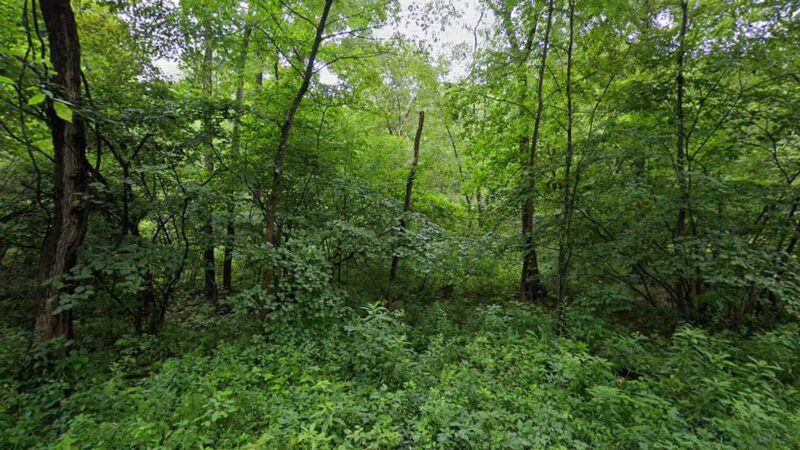 Creek Road Natural Area - Renfrew, PA