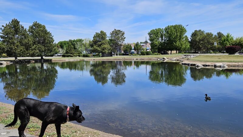 Duck Park - Reno, NV