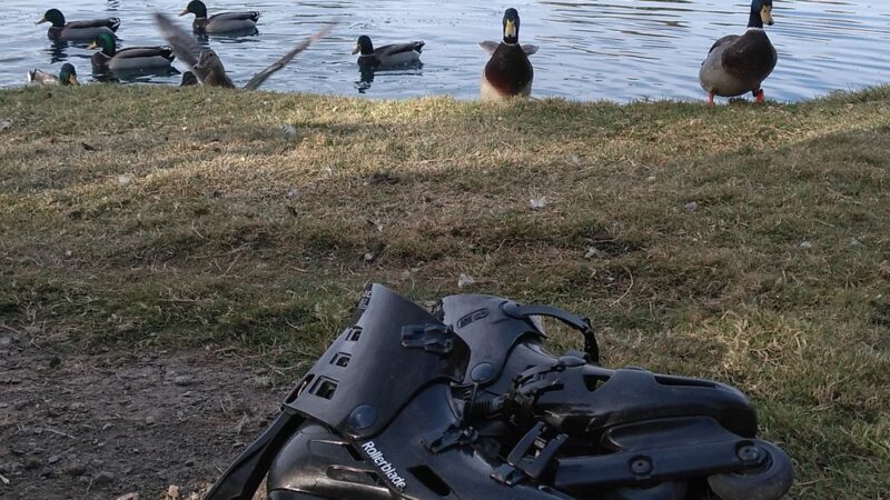 Duck Park - Reno, NV