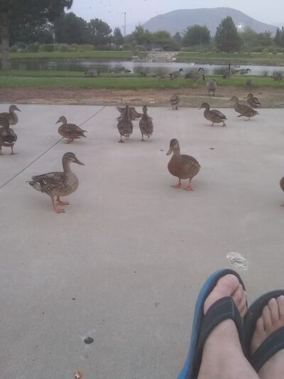 Duck Park - Reno, NV