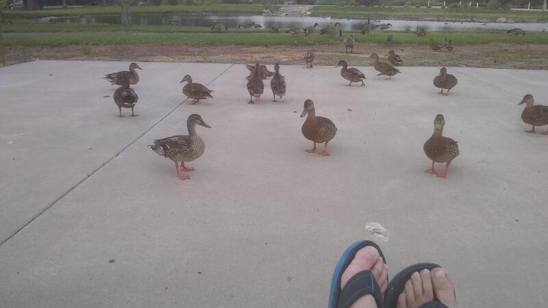 Duck Park - Reno, NV