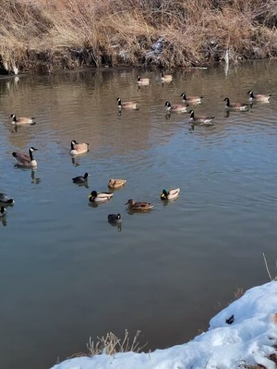 Mira Loma Park - Reno, NV