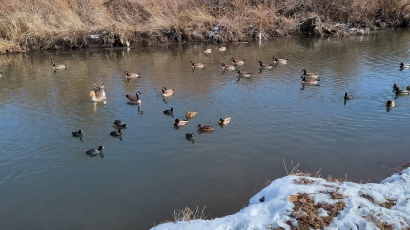 Mira Loma Park - Reno, NV
